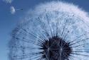 Galaxy S3 Dandelion screenshot 1