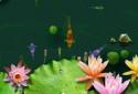 3D Fish Ponds Live Wallpaper screenshot 1