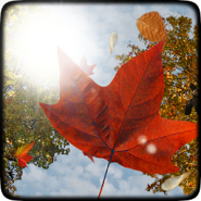Falling leaves live Wallpaper