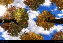 Falling leaves live Wallpaper screenshot 10