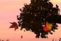 Falling leaves live Wallpaper screenshot 9