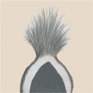 The Little Skunk in the Forest