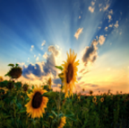 Sunflower Field Live Wallpaper