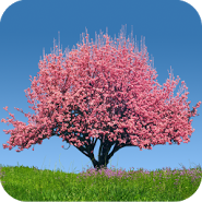 Spring Trees Live Wallpaper