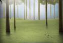 Enchanted forest screenshot 3