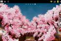 Sakura's Bridge Live Wallpaper screenshot 5