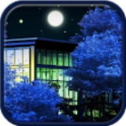 Night Sakura Live Wallpaper