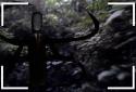 SlenderMan LIVE screenshot 2