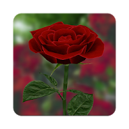 Live Wallpaper "rose 3D"