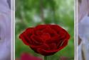 Live Wallpaper "rose 3D" screenshot 1