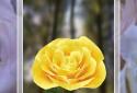 Live Wallpaper "rose 3D" screenshot 3
