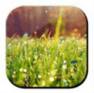 Galaxy S4 Rain n Grass LWP