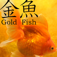 Gold Fish 3D Live Wallpaper