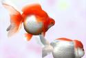 Gold Fish 3D Live Wallpaper screenshot 4