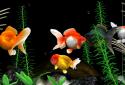 Gold Fish 3D Live Wallpaper screenshot 6