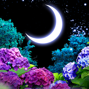 Ajisai-Firefly LiveWallpaper