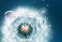 Dandelion Live Wallpaper screenshot 5