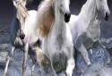 Beautiful Horses Wave effect screenshot 4