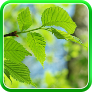 Spring Live Wallpaper