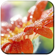 Spring Flowers Live Wallpaper Spring flowers live Wallpaper