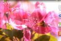 Spring Flowers Live Wallpaper Spring flowers live Wallpaper screenshot 5