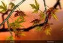 Autumn Leaves in HD Gyro 3D XL screenshot 10