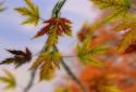Autumn Leaves in HD Gyro 3D XL screenshot 6