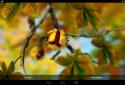 Autumn Leaves in HD Gyro 3D XL screenshot 7