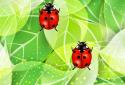 Colorful Ladybug Garden LWP screenshot 2