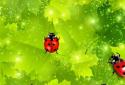 Colorful Ladybug Garden LWP screenshot 4