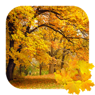 Beautiful autumn Live Wallpaper / Beautiful Autumn