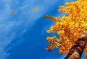 Beautiful autumn Live Wallpaper / Beautiful Autumn screenshot 1
