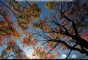Beautiful autumn Live Wallpaper / Beautiful Autumn screenshot 11