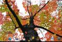 Beautiful autumn Live Wallpaper / Beautiful Autumn screenshot 13