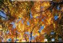 Beautiful autumn Live Wallpaper / Beautiful Autumn screenshot 14