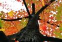 Beautiful autumn Live Wallpaper / Beautiful Autumn screenshot 6
