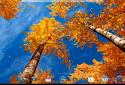 Beautiful autumn Live Wallpaper / Beautiful Autumn screenshot 9