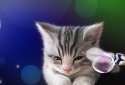 Sleepy Kitten Live Wallpaper screenshot 5