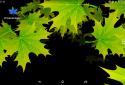 3D Autumn Maple Leaves screenshot 1