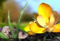 Nature Spring Flowers 3D Live screenshot 3