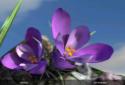 Nature Spring Flowers 3D Live screenshot 6