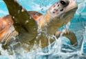 Turtle Ocean Water Pool screenshot 1