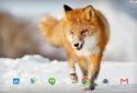 Winter Life Animals Live WP screenshot 7