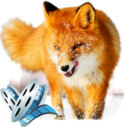 Winter Life Animals Live WP