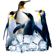 Arctic Penguin Live Wallpaper