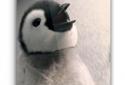 Arctic Penguin Live Wallpaper screenshot 4