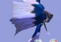 Betta Fish 3D screenshot 4
