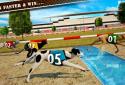 Dog Race & Stunts 2016 screenshot 12