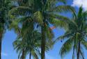 Beach Palms Live Wallpaper 3D screenshot 3