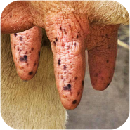 Milk The Cow